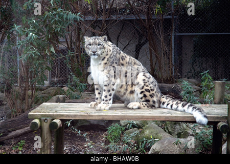 Un regard de snow leopard se prélasser un tableau dans le Zoo d'Asson:près de Pau dans les Pyrénées françaises Banque D'Images