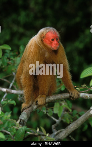 Le Chauve Uakari ( Cacajao calvus ) forêt amazonienne, au Brésil. Banque D'Images