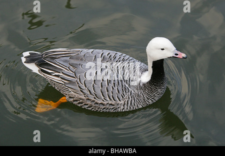 Oie empereur ou peint, Chen canagica, Anatidae Banque D'Images