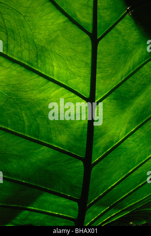 Détail de la feuille d'énormes feuilles d'une plante Alocasia Banque D'Images