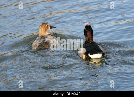 Une paire de canards, bec rose Netta peposaca, Anatidae Banque D'Images