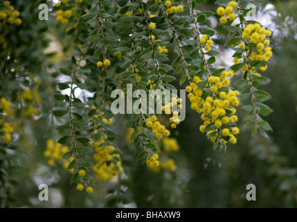 Wattle poilues ou des pleurs Boree, Acacia vestita, Fabaceae, New South Wales, Australie Banque D'Images