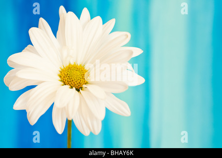 Daisy blanc et jaune sur un fond d'aquarelle handpained Banque D'Images