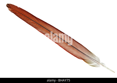 Feather isolé sur un fond blanc, pur Banque D'Images