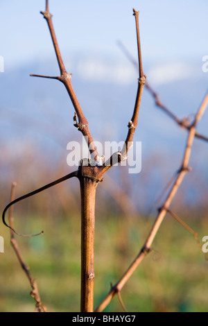 Une branche en herbe / twig / tige / bud / alpine sur une vigne dans un vignoble français au cours de l'hiver. Alpes sont visibles dans la distance. Banque D'Images