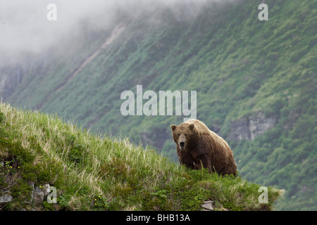 Un ours brun mâle se dresse sur une crête herbeuse sur une île dans la baie de Amalik géographique près de port sur la côte Katmai en Alaska Banque D'Images