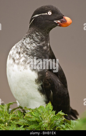 Starique perroquet perché sur la végétation sur l'île de St George, des îles Pribilof, sud-ouest de l'Alaska, l'été Banque D'Images