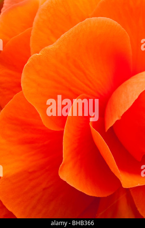 Vue macro d'une fleur begonia orange pendant l'été Banque D'Images