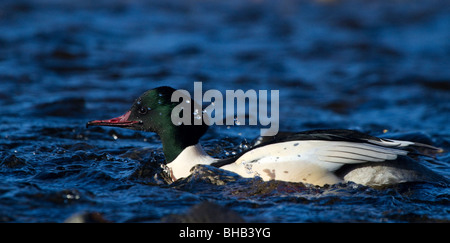 Harle bièvre, Mergus merganser, baignade dans la rivière Tay, Perthshire Banque D'Images