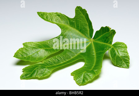 feuille de vigne Banque D'Images