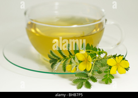 L'herbe, de l'Oie Sauvage, Silverweed (Potentilla anserina) Tansy. Une tasse d'infusion avec une des fleurs et des feuilles. Banque D'Images