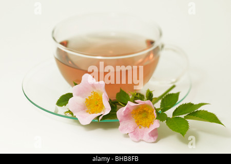 Rose (Rosa sp.). Une tasse d'infusion faite d'églantier avec un rameau en fleurs, studio photo. Banque D'Images