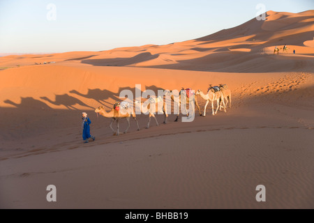 Une ligne de chameaux sur un voyage touristique au coucher du soleil sur les dunes de sable de l'Erg Chebbi dans le désert du Sahara au Maroc Banque D'Images