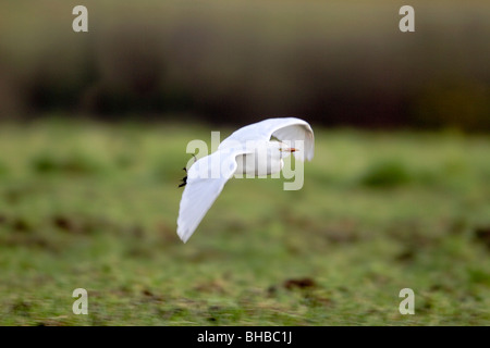 Héron garde-boeufs Bubulcus ibis ; ; en vol ; west Cornwall Banque D'Images