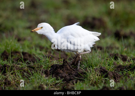 Héron garde-boeufs Bubulcus ibis ; chez les bovins ; champ ; west Cornwall Banque D'Images