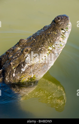 Belize ou Morelet's Crocodile (Crocodylus moreletii), la Réserve de biosphère de Calakmul, Yucatan, Mexique Banque D'Images