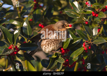 F Turdus ; Fieldfare ; manger des baies de houx ; York Banque D'Images