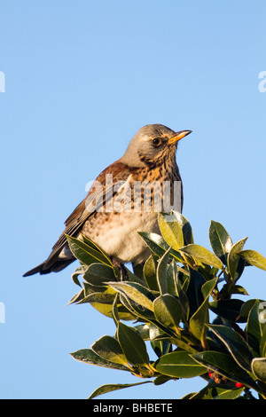 F Turdus ; Fieldfare ; sur holly bush ; York Banque D'Images