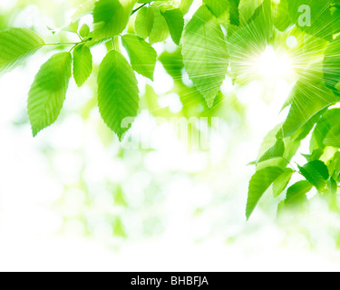 La lumière du soleil passant à travers les feuilles vertes Banque D'Images