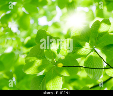 La lumière du soleil passant à travers feuilles Banque D'Images