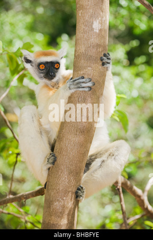 Ou couronne dorée le Propithèque de Tattersall (Propithecus tattersalli Lemur) en voie de disparition, Fenamby Réserver, Daraina, Madagascar Banque D'Images