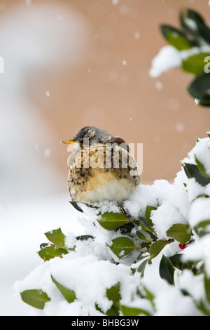 F Turdus ; Fieldfare ; sur holly bush ; York Banque D'Images