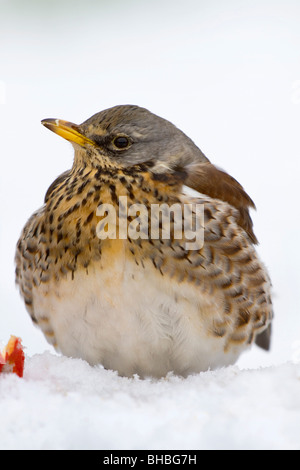 Turdus ; Fieldfare ; f dans la neige Banque D'Images