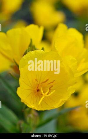 Des sundrops à feuilles étroites (Oenothera fruticosa subsp. Glauca syn. Oenothera tétragona) Banque D'Images