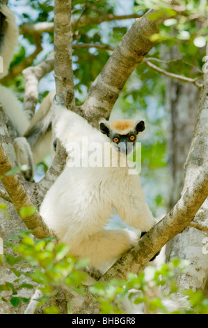 Ou couronne dorée le Propithèque de Tattersall (Propithecus tattersalli Lemur) en voie de disparition, Fenamby Réserver, Daraina, Madagascar Banque D'Images