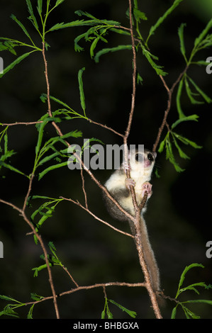 Lémurien roux ou brun souris (le Microcebus rufus) Fenamby Réserver, Daraina, nord-est de Madagascar Banque D'Images