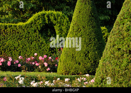 L'if commun (Taxus baccata) avec forme conique dans un jardin de roses, britzer garten, Berlin, Allemagne Banque D'Images