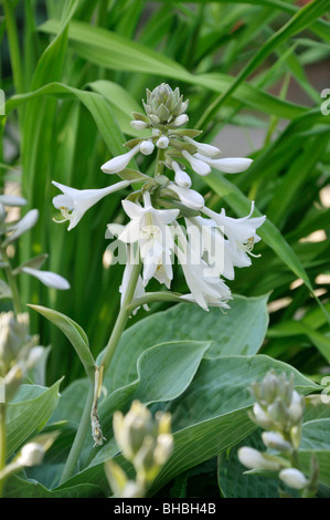 Hosta (Hosta sieboldiana 'elegans') Banque D'Images