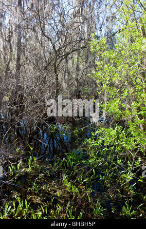 Swamp au printemps, la laitue Lake Park, Floride Banque D'Images