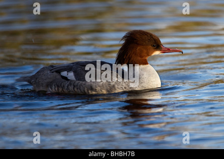 Harle bièvre Mergus merganser ; ; femmes ; sur l'eau Banque D'Images