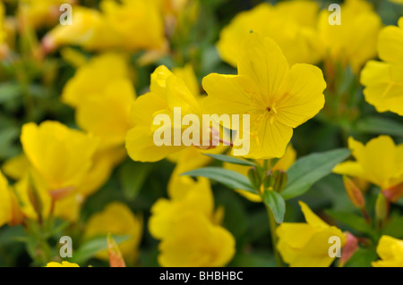 Des sundrops à feuilles étroites (Oenothera fruticosa subsp. Glauca syn. Oenothera tétragona) Banque D'Images