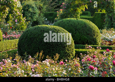 L'if commun (Taxus baccata) avec forme sphérique dans un jardin de roses, britzer garten, Berlin, Allemagne Banque D'Images