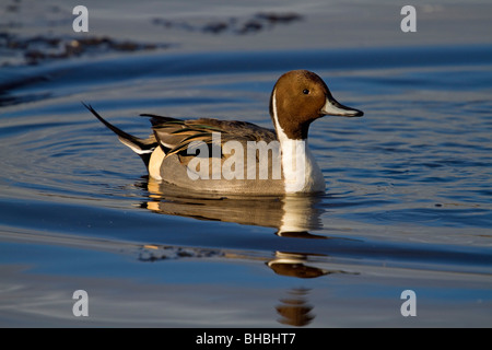 Canard pilet Anas acuta ; homme ; Banque D'Images