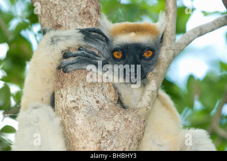 Ou couronne dorée le Propithèque de Tattersall (Propithecus tattersalli Lemur) en voie de disparition, Fenamby Réserver, Daraina, Madagascar Banque D'Images