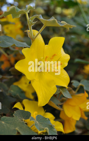 Flannelbush (fremontodendron californicum californien) Banque D'Images