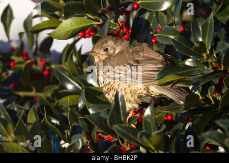 Mistle Thrush Turdus viscivorus ; ; Holly tree Banque D'Images