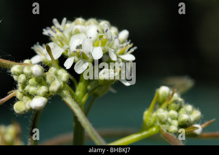 Le cresson alénois Lepidium sativum, Banque D'Images