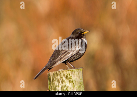 Ring Ouzel, Turdus torquatus ; homme ; Cornwall Banque D'Images