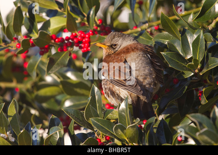 F Turdus ; Fieldfare ; sur holly bush ; York Banque D'Images