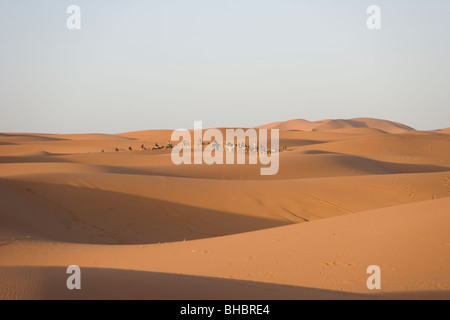 Une ligne de chameaux sur un voyage touristique au lever du soleil sur les dunes de sable de l'Erg Chebbi dans le désert du Sahara au Maroc Banque D'Images