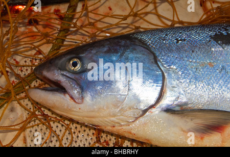 Le roi salmon sauvages fraîchement débarqué Banque D'Images