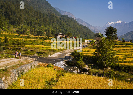 Les randonneurs randonnée pédestre à travers les champs de riz dans la vallée de la rivière BUDHI GHANDAKI - AUTOUR DE MANASLU TREK, au Népal Banque D'Images