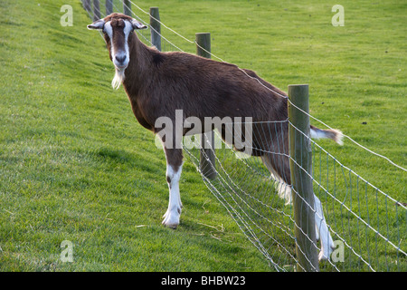 Très grand chèvre à la ferme énigme principale attraction de North East Lancashire UK Banque D'Images