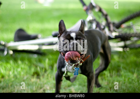 Un Boston Terrier respirant profondément avec sa langue. Banque D'Images