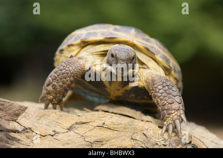 Russe, le ToedTortoise Horsefield ou quatre (Testudo horsfieldi). Banque D'Images