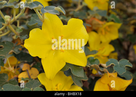 Flannelbush (fremontodendron californicum californien) Banque D'Images